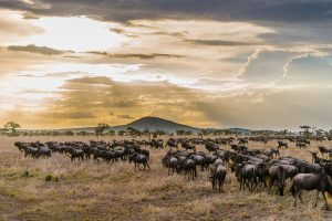 Central Serengeti