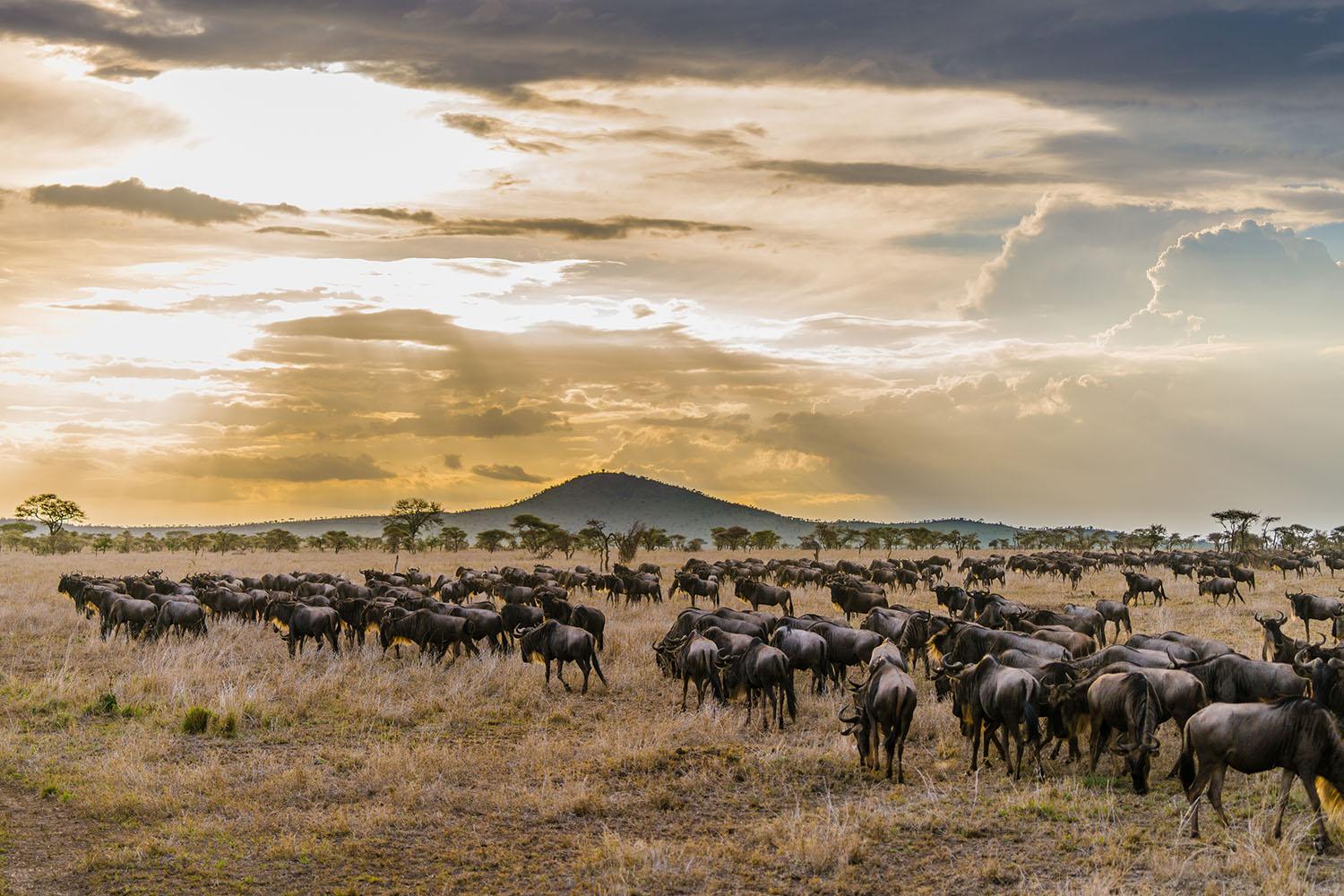 Central Serengeti