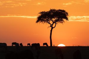 Northern Serengeti Nature Venture Africa Safari