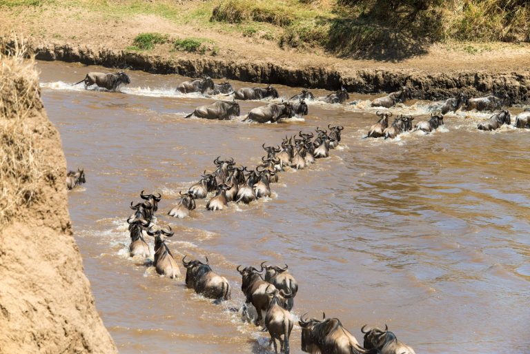 5 Days Ndutu Wilderbeast Migration Safari