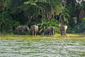 RUBONDO ISLAND